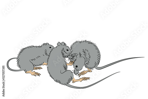 Three rats Fototapet