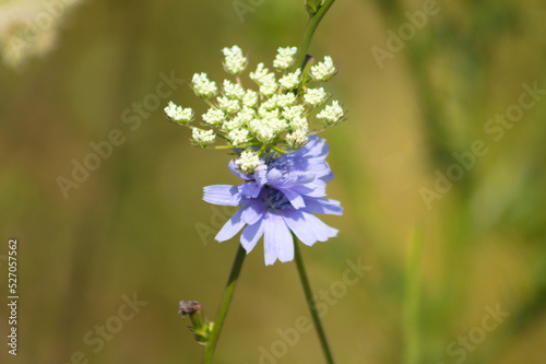 Closeup of common chicory flower with green blurred plants on background