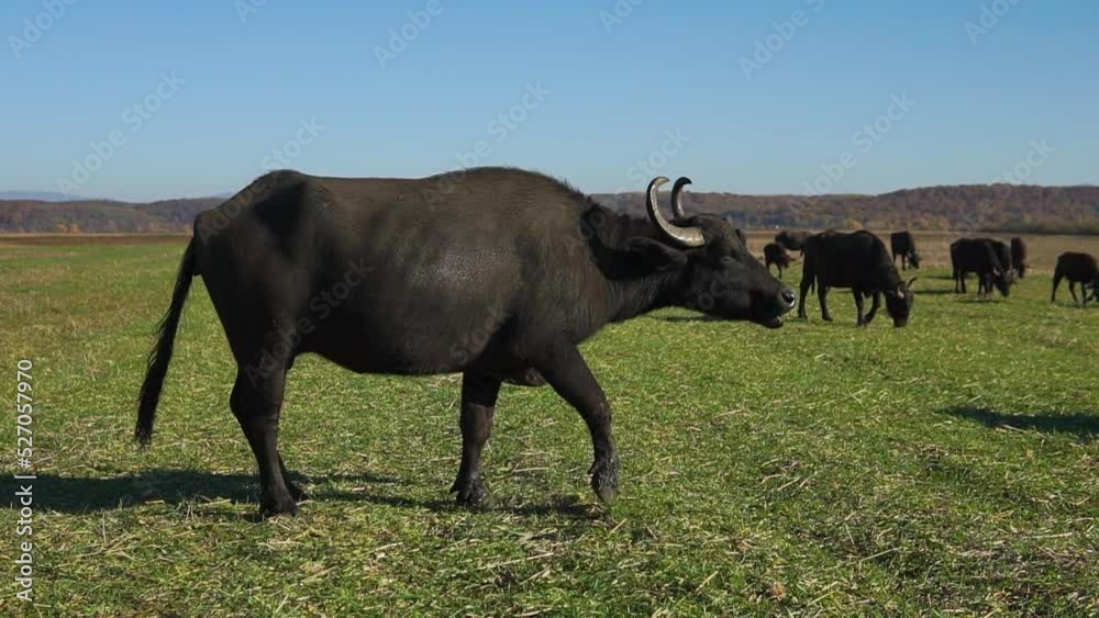 Big buffalo with long horns acts aggressive to another younger buffalo grazing in the field