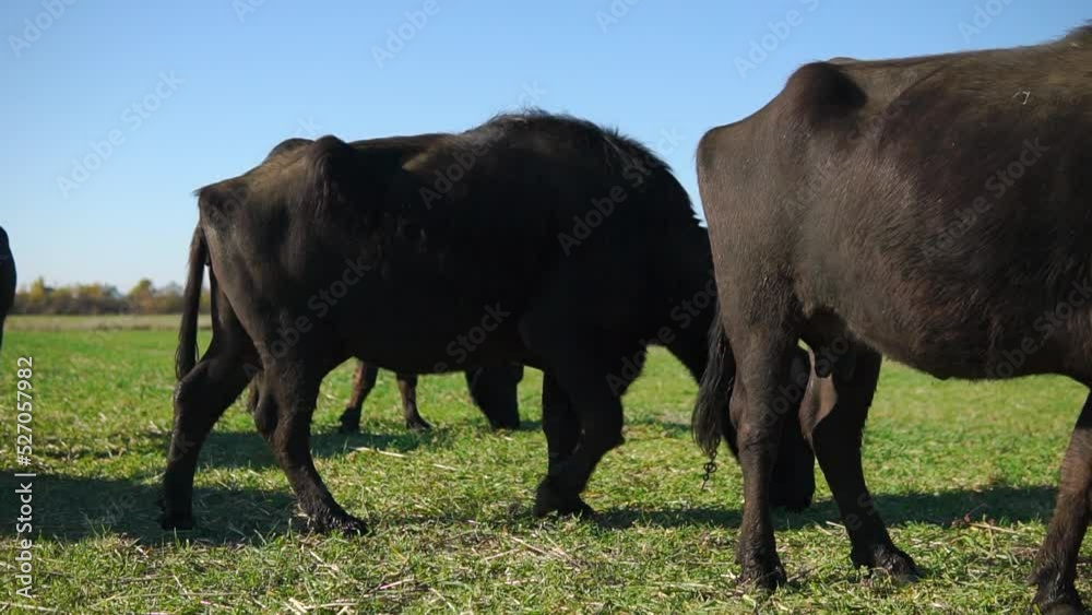Two buffalos try to fight kicking each other with long horns Two buffalos try to fight kicking each other with long horns