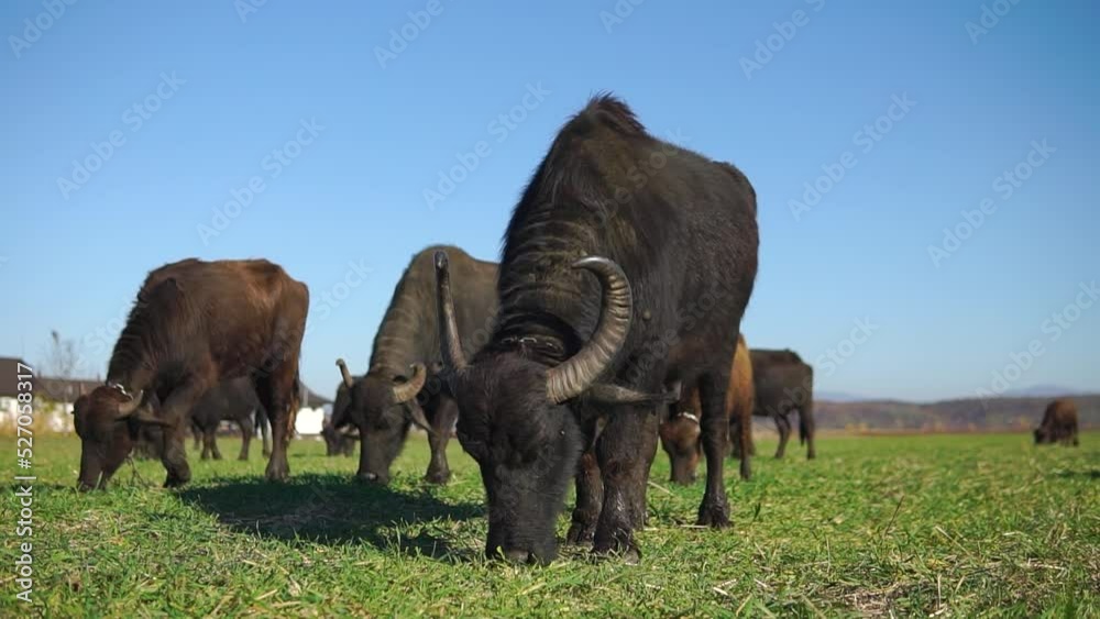 Domestic buffalos graze in a green field at a farm in Ukraine Domestic buffalos graze in a green field at a farm in Ukraine