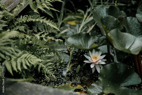 Wild  unkempt pond with ferns  green leaves  duckweed and a beautiful water lily in full bloom