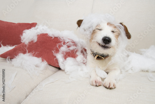 Funny puppy jack russell dog after bite a pilow lying down at sofa. Mischief because of sepration anxiety disorder concept photo