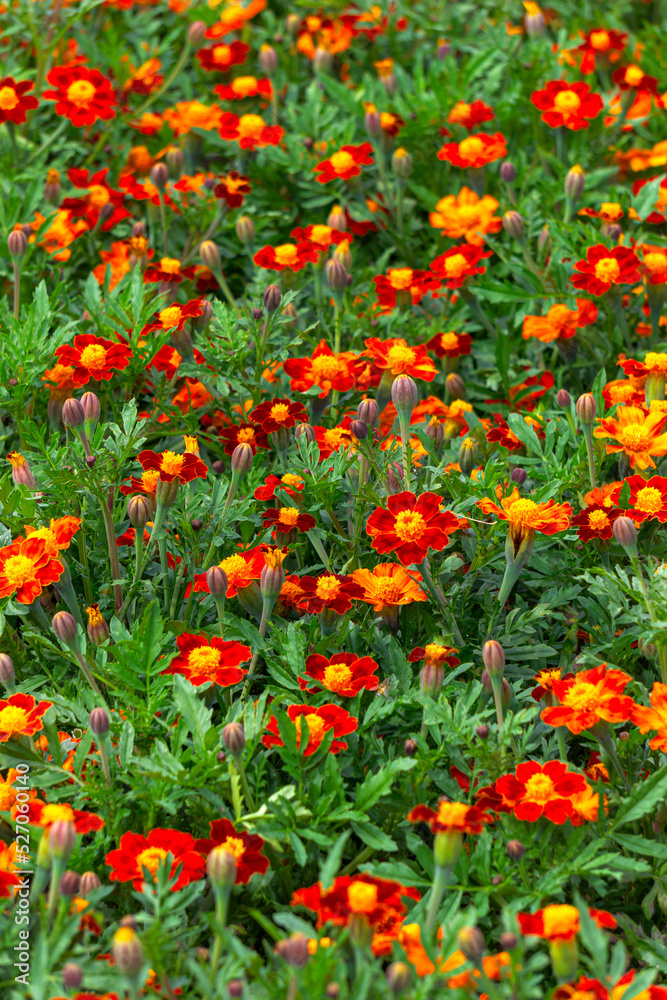 Multi-colored yellow-red marigolds in a flowerbed in a city park.