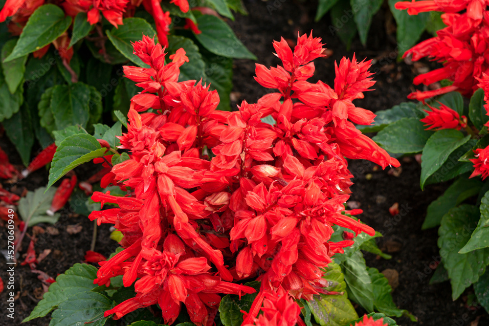 Lots of red salvia flowers in the city park.