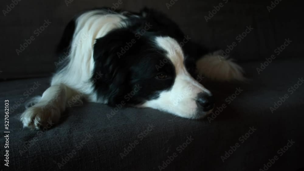 Funny portrait of puppy dog border collie lying on couch indoor. Cute pet dog resting on sofa at home. Pet animal life concept Funny portrait of puppy dog border collie lying on couch indoor. Cute pet dog resting on sofa at home. Pet animal life concept