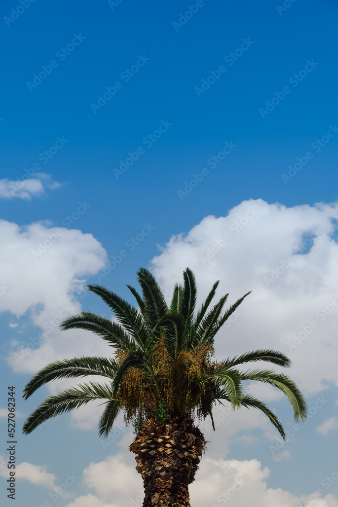Day sunny view of palm tropical tree with large green leaves against blue sky with clouds. Day sunny view of palm tropical tree with large green leaves against blue sky with clouds.