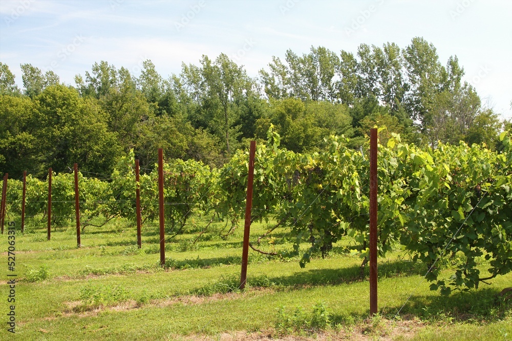 Obraz premium Vineyards in rows supported by wire