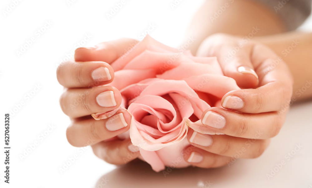 Beautiful women’s manicure hands hold pink rose on white background Beautiful women’s manicure hands hold pink rose on white background