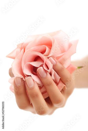 Women’s beautiful manicure hand holds pink rose