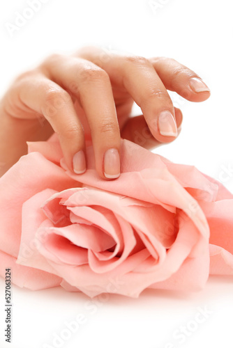 Beautiful women’s manicure hands hold pink rose on white background