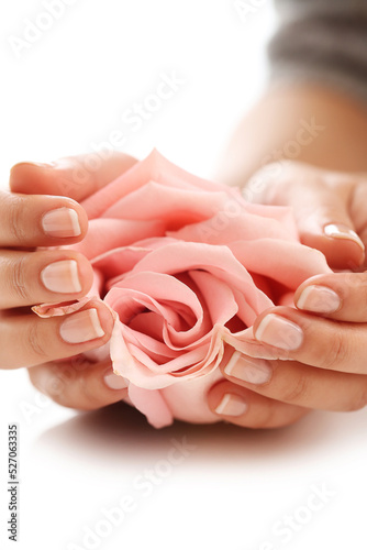 Beautiful women   s manicure hands hold pink rose on white background