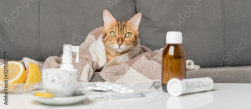 Sick cat on the couch, wrapped in a blanket. A young cat with flu or coronovirus symptoms being treated at home.