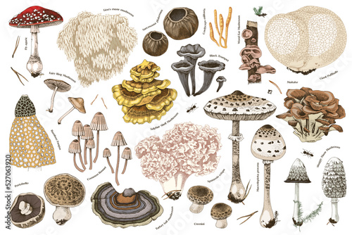 Hand drawn rare mushrooms collection