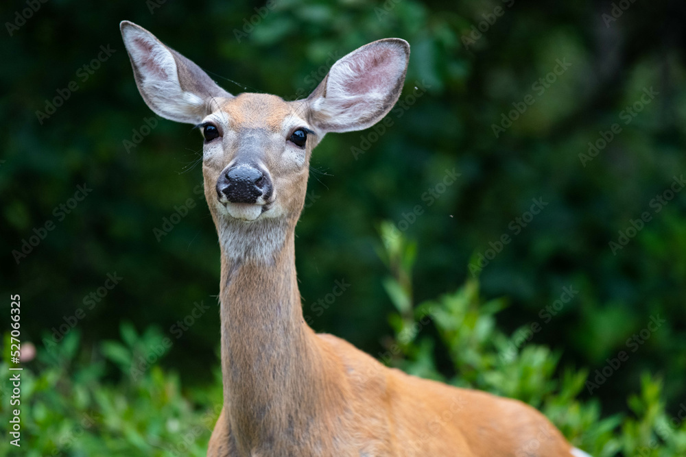 white tailed deer in the woods