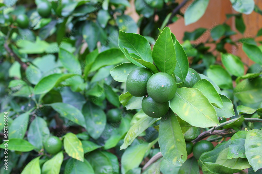 green unripe tangerines on a tree