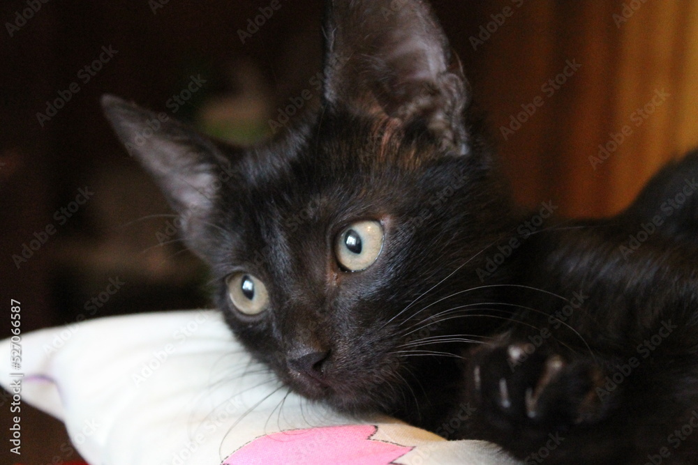 Black cat on pillow close-up