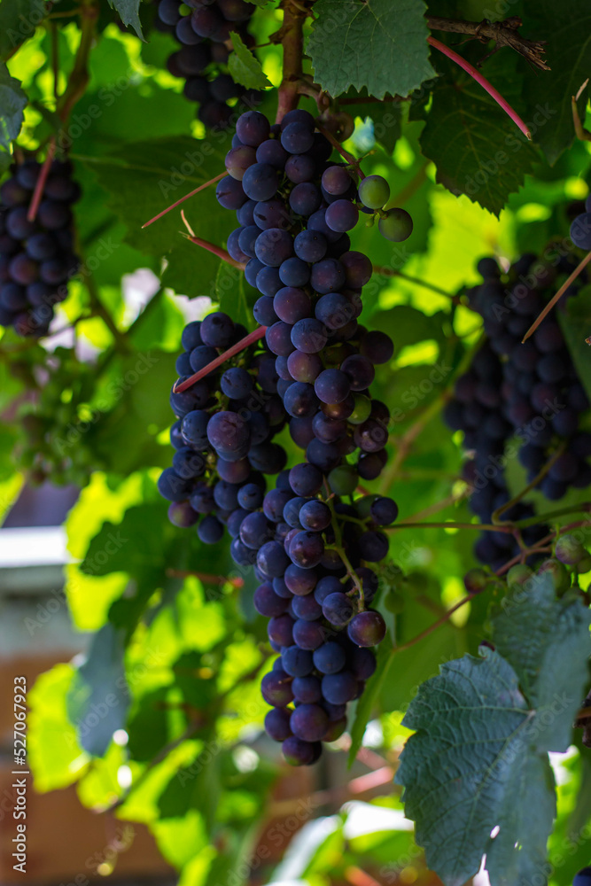 Clusters of ripe ornamental grapes