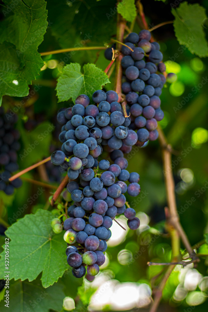 Bunches of ripe grapes close up