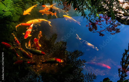 Colorful koi swim in the pond. Reflection of the clear sky on the surface of the water. photo