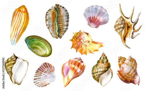 Watercolor illustration set. Shell. Summer sea image.