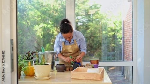 Close-up of a multi-ethnic woman housewife, amateur florist, gardener in beige apron, enjoying floriculture hobby at home veranda, transplanting rosemary plant with soiled roots into new ceramic pots