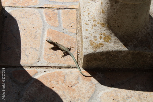 lezard2