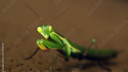 The praying mantis sits on a blurred background. Selective focus. © vladk213