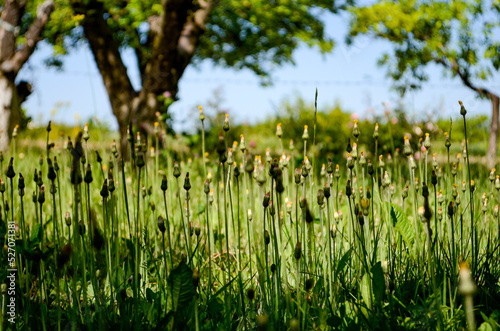 Dandelion grass in the garden