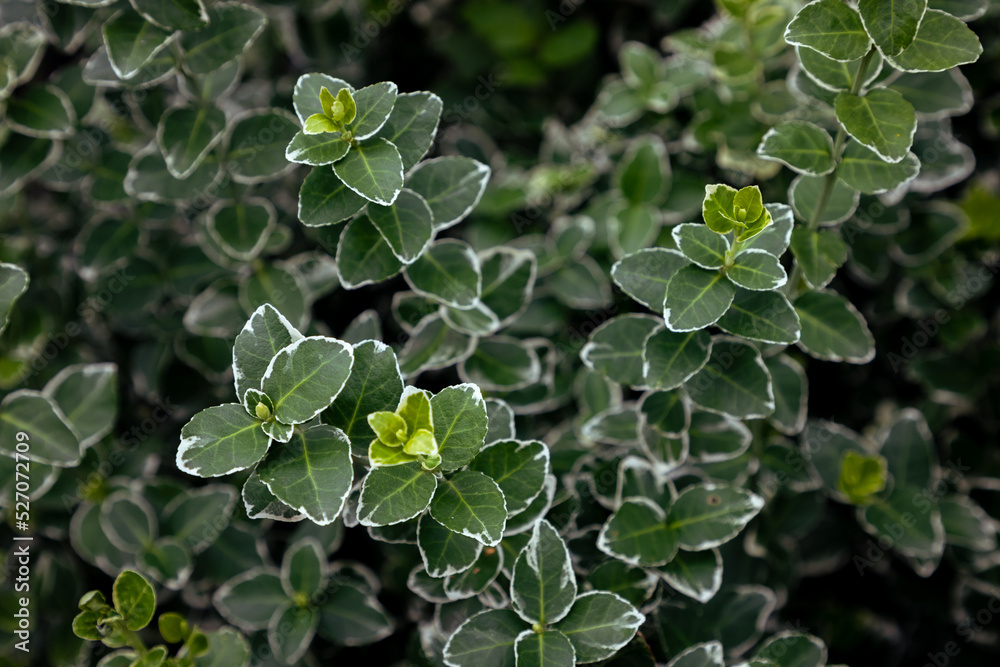 Obraz premium close up small green leaves with white edges