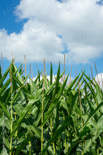 tall field corn against blue cloudy sky