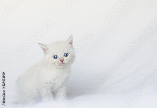 White fluffy kitten on the white sheet