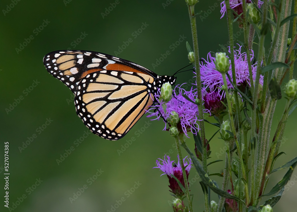 monarch butterfly monarch butterfly