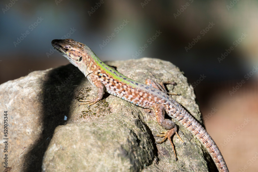Italian wall lizard on a sunny summer day Italian wall lizard on a sunny summer day