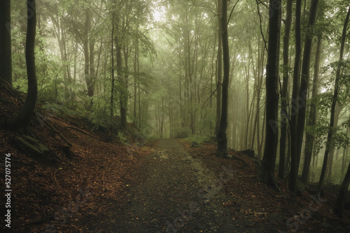 Mountain trail leading through a misty forest