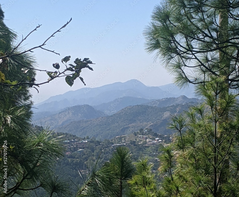 trees on the mountain