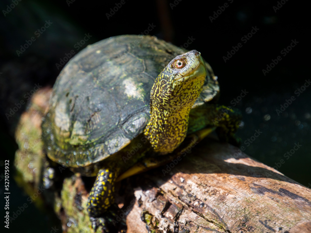 European pond turtle on a sunny summer day European pond turtle on a sunny summer day
