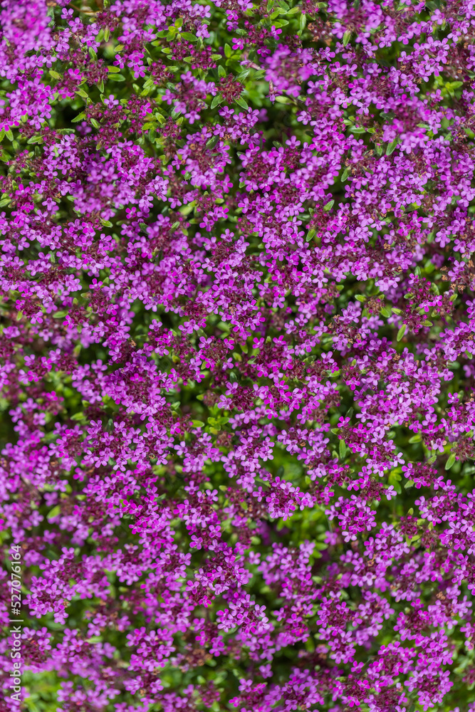 Lilac flowers of Thyme in a summer meadow. Lilac flowers of Thyme in a summer meadow.