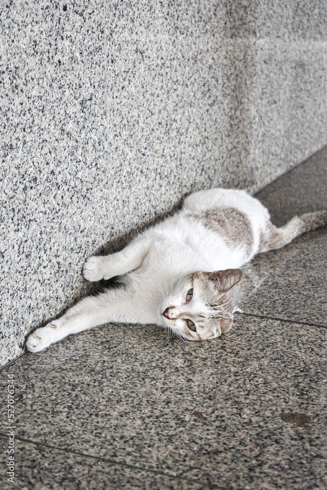 Fototapeta premium Cats