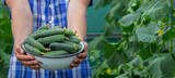 the farmer holds a bowl of freshly picked cucumbers in his hands.