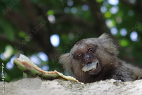 Fototapeta Naklejka Na Ścianę i Meble -  Little monkey native to areas of Atlantic Forest seen over a wall near Maceio, Alagoas, Brazil. Also known as Mico Estrela.