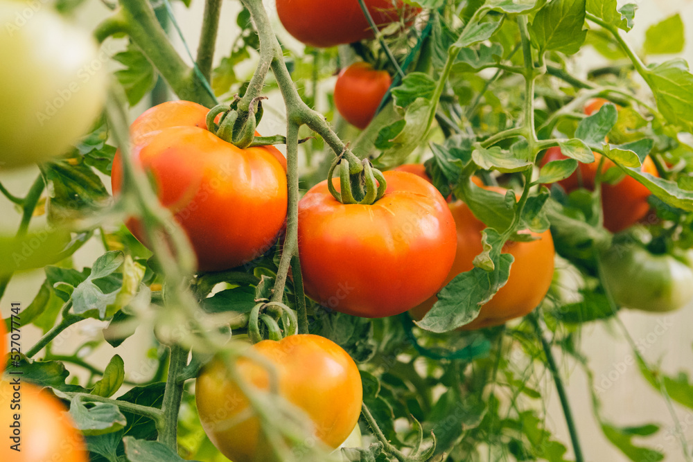 Gardening and agriculture concept. Fresh ripe organic red tomatoes growing in greenhouse. Greenhouse produce. Vegetable vegan vegetarian home grown food production