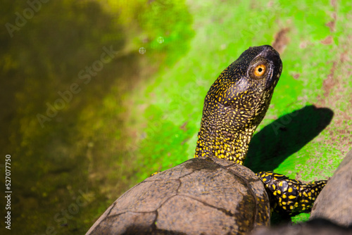 European pond turtle on a sunny summer day photo