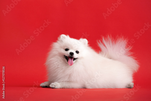 Dog breed pomeranian spitz funny sits on a red background photo
