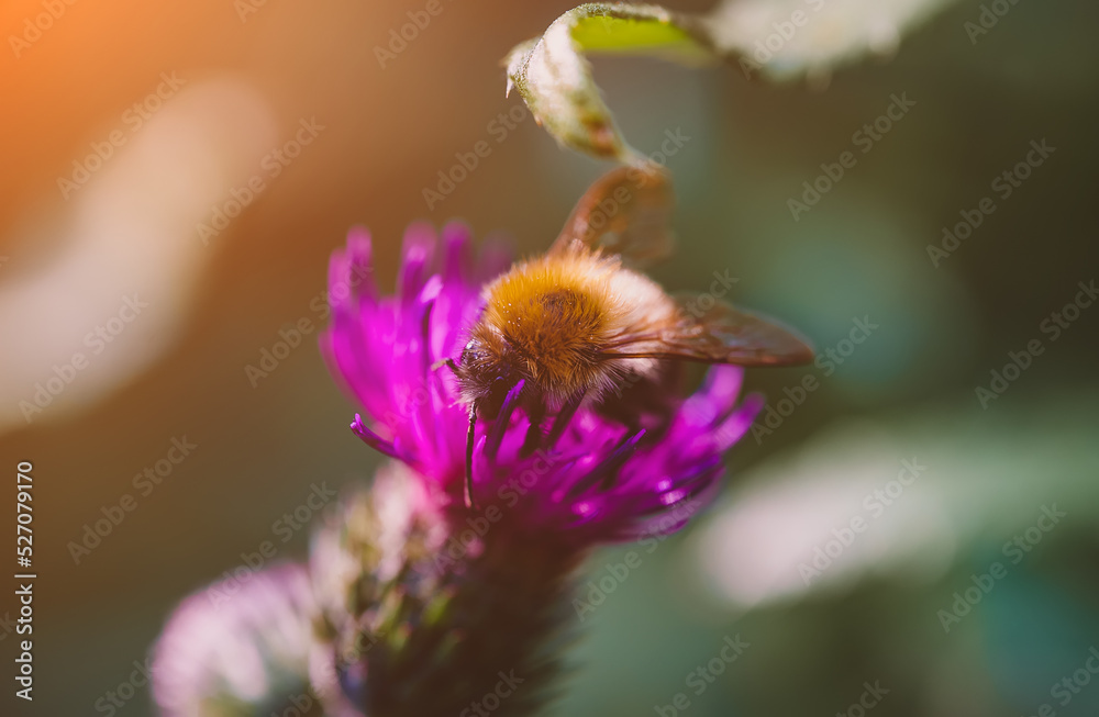 Macro shot of Bumblebee on the pink flower. Macro shot of Bumblebee on the pink flower.