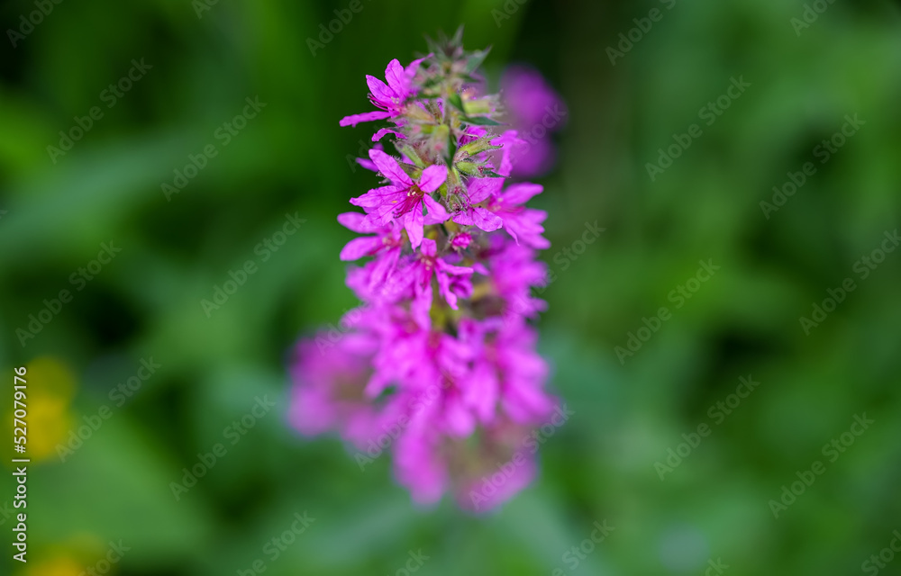Lythrum salicaria or purple loosestrife. Lythrum salicaria or purple loosestrife.
