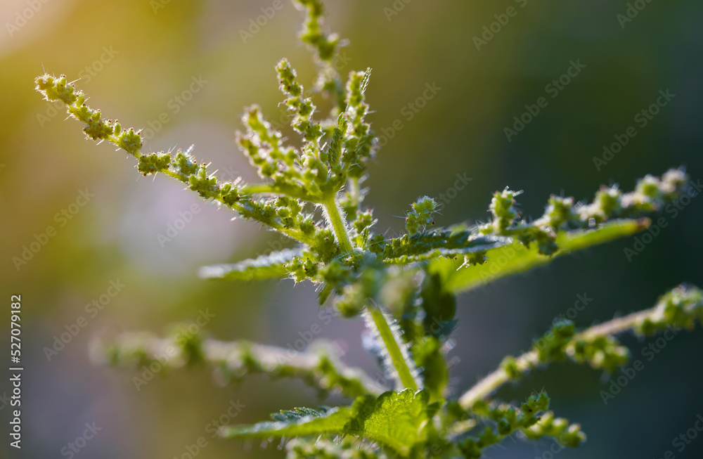 Detail of female flowering stinging nettle. Urtica. Detail of female flowering stinging nettle. Urtica.