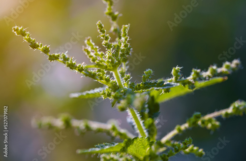 Detail of female flowering stinging nettle. Urtica. © M-Production