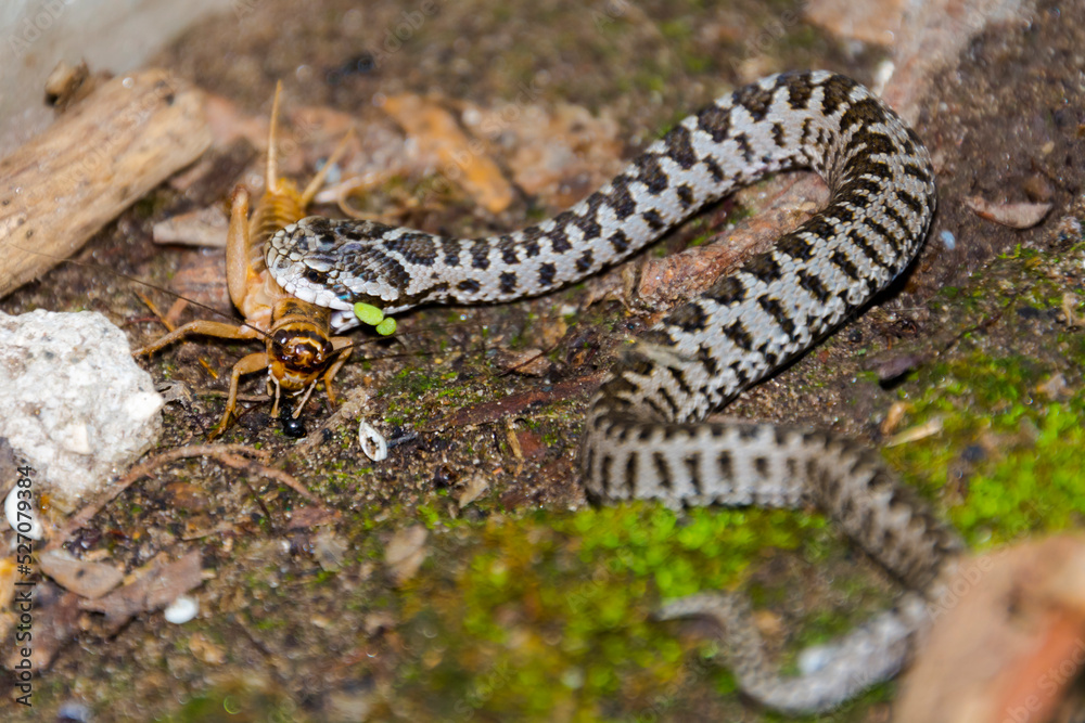 Hungarian meadow viper baby is eating a cricket Hungarian meadow viper baby is eating a cricket