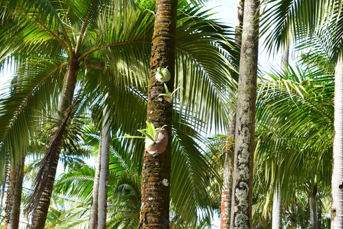 Mauritius Island